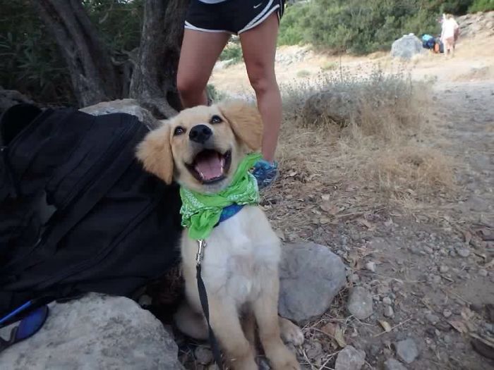 Esses cachorros foram fotografados em seus primeiros dias de casa nova