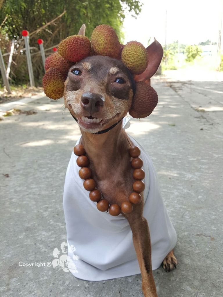  Xiao Pi é uma cadela tailandesa que faz sucesso na internet por causa de seus looks inusitados