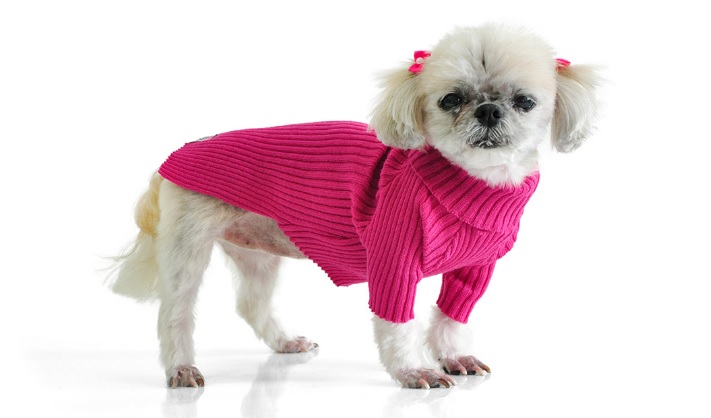 A roupa é da marca Bichinho Chic e custa a partir de R$ 49,90
