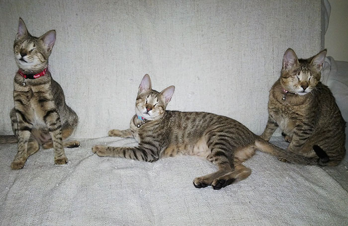 No Natal de 2014, esses gatinhos cegos foram abandonados em um galpão em Dubai.  Na época, os animais não receberam tratamento para a gripe do gato que haviam contraído, por isso, acabaram perdendo a visão.  Até que, felizmente, uma mulher chamada Catherine Magno não suportou vê-los naquela situação e adotou o trio.