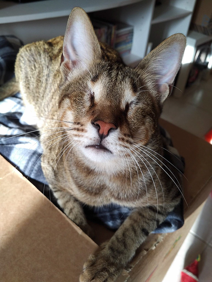 No Natal de 2014, esses gatinhos cegos foram abandonados em um galpão em Dubai.  Na época, os animais não receberam tratamento para a gripe do gato que haviam contraído, por isso, acabaram perdendo a visão.  Até que, felizmente, uma mulher chamada Catherine Magno não suportou vê-los naquela situação e adotou o trio.