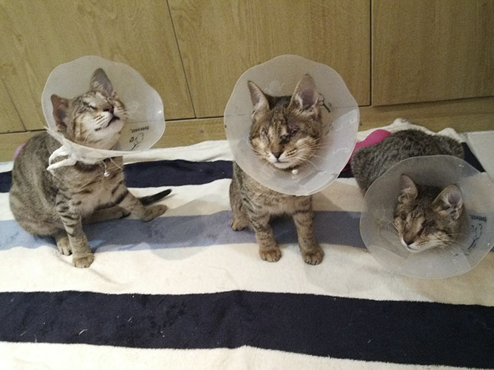 No Natal de 2014, esses gatinhos cegos foram abandonados em um galpão em Dubai.  Na época, os animais não receberam tratamento para a gripe do gato que haviam contraído, por isso, acabaram perdendo a visão.  Até que, felizmente, uma mulher chamada Catherine Magno não suportou vê-los naquela situação e adotou o trio.