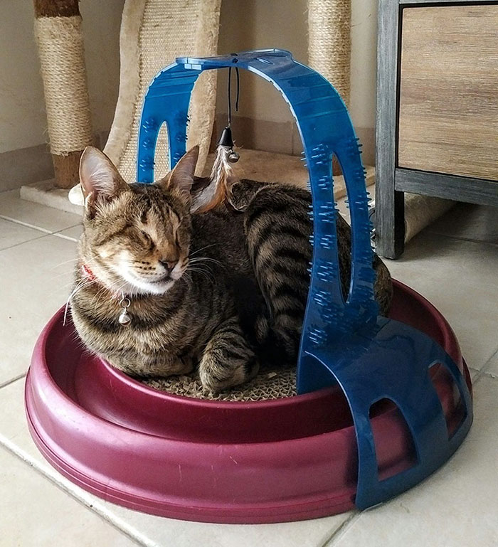 No Natal de 2014, esses gatinhos cegos foram abandonados em um galpão em Dubai.  Na época, os animais não receberam tratamento para a gripe do gato que haviam contraído, por isso, acabaram perdendo a visão.  Até que, felizmente, uma mulher chamada Catherine Magno não suportou vê-los naquela situação e adotou o trio.