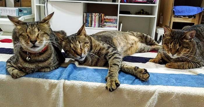 No Natal de 2014, esses gatinhos cegos foram abandonados em um galpão em Dubai.  Na época, os animais não receberam tratamento para a gripe do gato que haviam contraído, por isso, acabaram perdendo a visão.  Até que, felizmente, uma mulher chamada Catherine Magno não suportou vê-los naquela situação e adotou o trio.