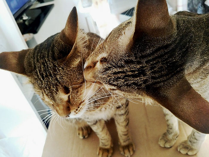 No Natal de 2014, esses gatinhos cegos foram abandonados em um galpão em Dubai.  Na época, os animais não receberam tratamento para a gripe do gato que haviam contraído, por isso, acabaram perdendo a visão.  Até que, felizmente, uma mulher chamada Catherine Magno não suportou vê-los naquela situação e adotou o trio.