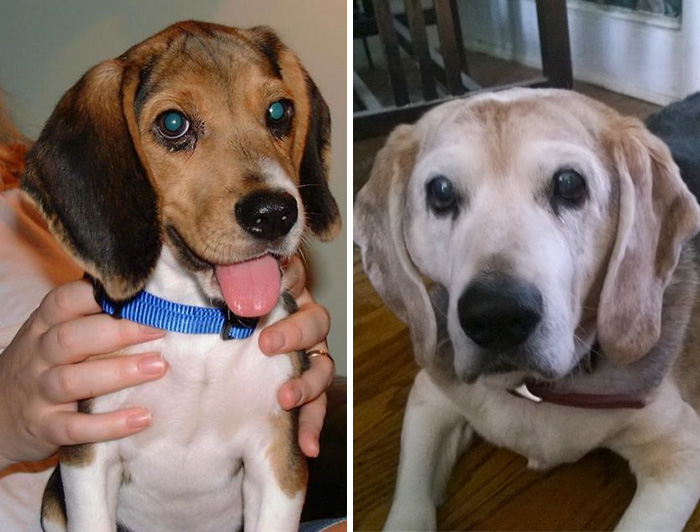 Usuários compartilharam fotos que mostram a emoção dos últimos dias de seus bichos de estimação. Mesmo assim, é amor que dura para sempre, não tem jeito ♥