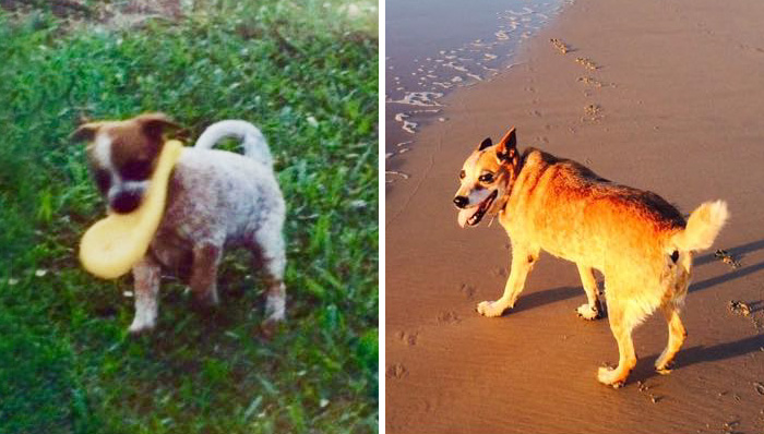 Usuários compartilharam fotos que mostram a emoção dos últimos dias de seus bichos de estimação. Mesmo assim, é amor que dura para sempre, não tem jeito ♥