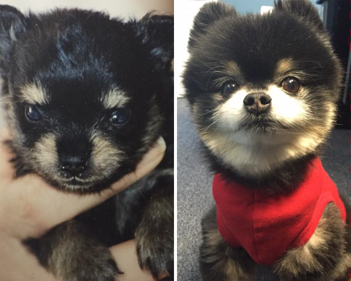Usuários compartilharam fotos que mostram a emoção dos últimos dias de seus bichos de estimação. Mesmo assim, é amor que dura para sempre, não tem jeito ♥
