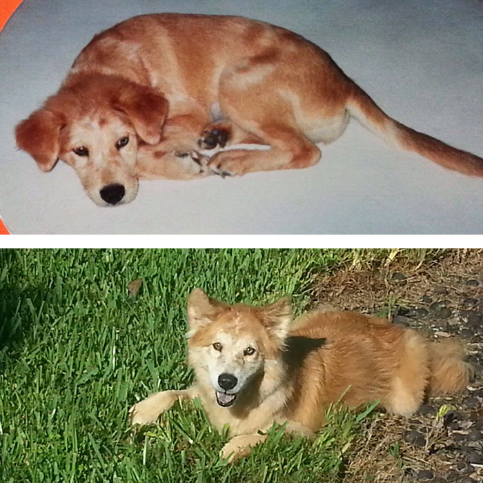 Usuários compartilharam fotos que mostram a emoção dos últimos dias de seus bichos de estimação. Mesmo assim, é amor que dura para sempre, não tem jeito ♥