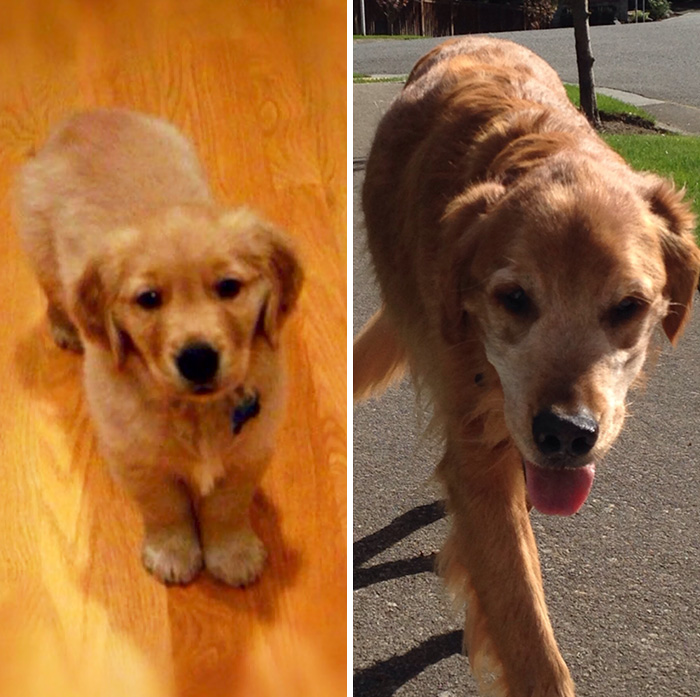 Usuários compartilharam fotos que mostram a emoção dos últimos dias de seus bichos de estimação. Mesmo assim, é amor que dura para sempre, não tem jeito ♥