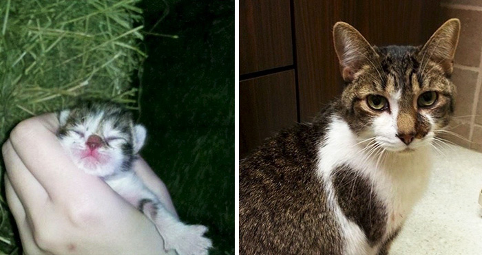 Usuários compartilharam fotos que mostram a emoção dos últimos dias de seus bichos de estimação. Mesmo assim, é amor que dura para sempre, não tem jeito ♥