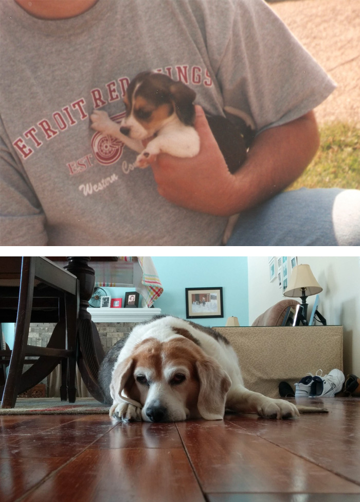 Usuários compartilharam fotos que mostram a emoção dos últimos dias de seus bichos de estimação. Mesmo assim, é amor que dura para sempre, não tem jeito ♥