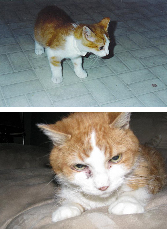 Usuários compartilharam fotos que mostram a emoção dos últimos dias de seus bichos de estimação. Mesmo assim, é amor que dura para sempre, não tem jeito ♥