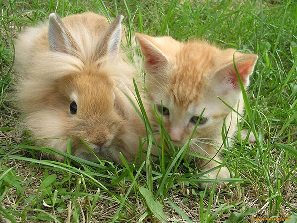 Ok, a gente sabe que é impossível qualquer ligação genética entre essas fofuras. Mas eles poderiam muito bem se passar por irmãos quase gêmeos, né?