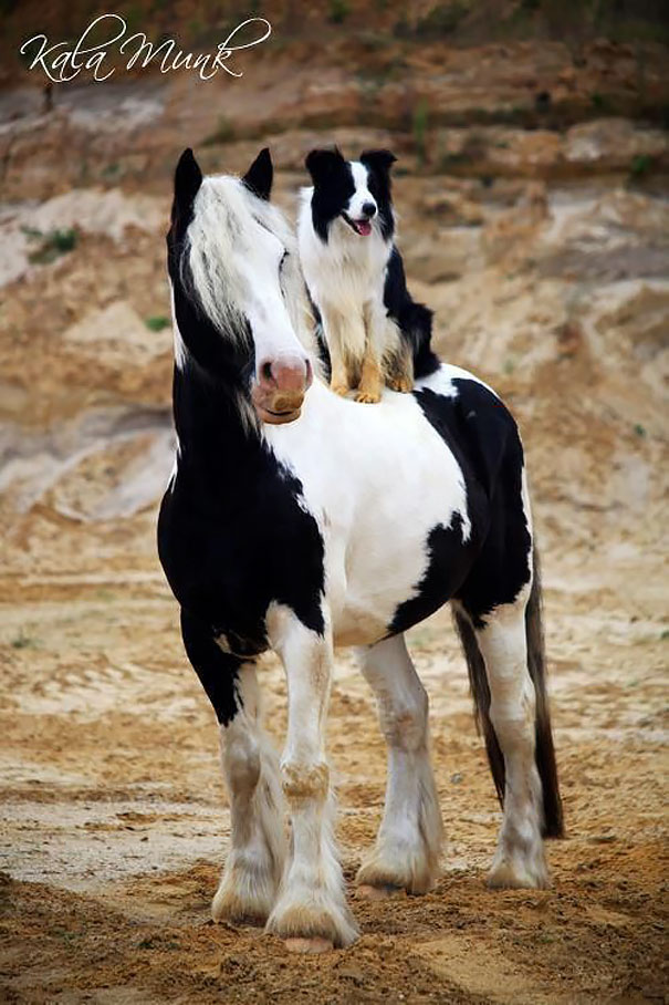 Ok, a gente sabe que é impossível qualquer ligação genética entre essas fofuras. Mas eles poderiam muito bem se passar por irmãos quase gêmeos, né?