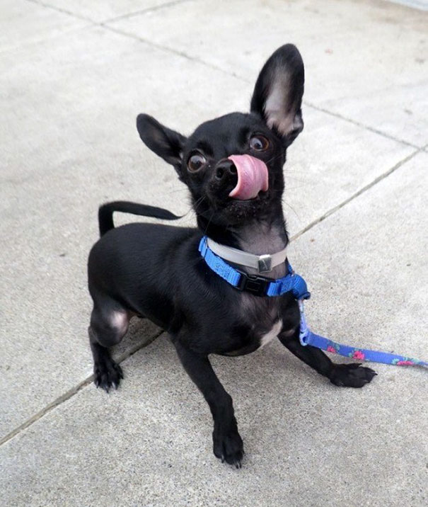 Este cachorro estava em um abrigo e fez as melhores poses do mundo e caprichou no ensaio para impressionar os futuros donos, tanto que ganhou até a hashtag #MyWeirdDog