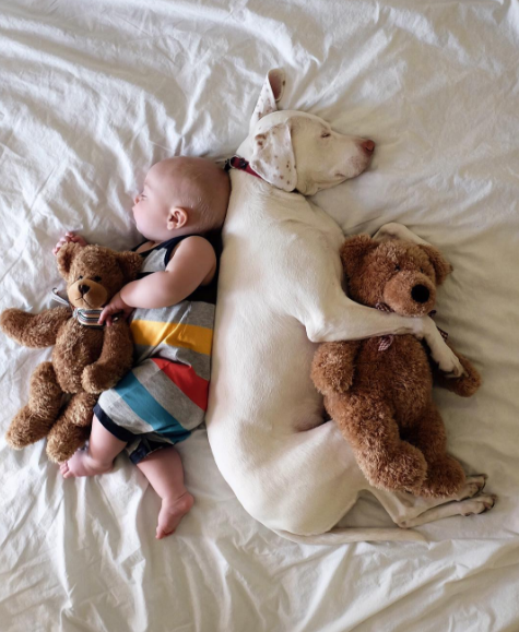 Um cachorro e um bebê de oito meses são inseparáveis na hora do cochilo e a mãe registra tudo