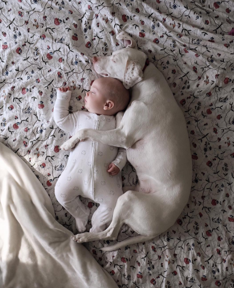 Um cachorro e um bebê de oito meses são inseparáveis na hora do cochilo e a mãe registra tudo