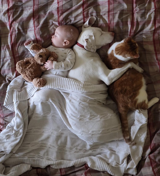 Um cachorro e um bebê de oito meses são inseparáveis na hora do cochilo e a mãe registra tudo