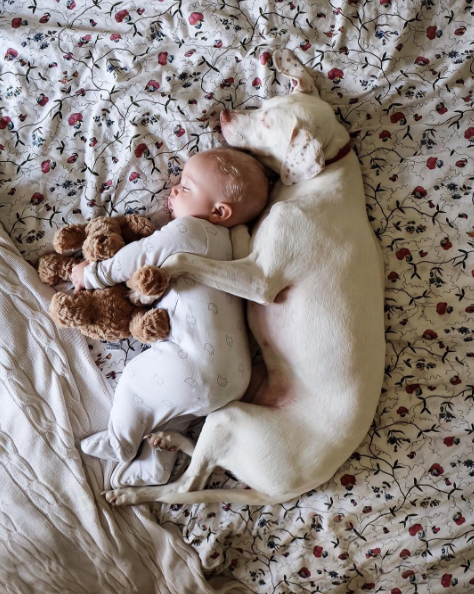 Um cachorro e um bebê de oito meses são inseparáveis na hora do cochilo e a mãe registra tudo