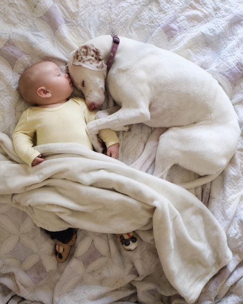 Um cachorro e um bebê de oito meses são inseparáveis na hora do cochilo e a mãe registra tudo