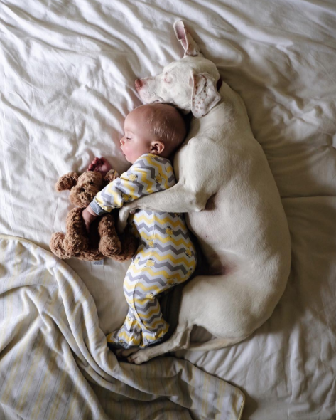 Um cachorro e um bebê de oito meses são inseparáveis na hora do cochilo e a mãe registra tudo