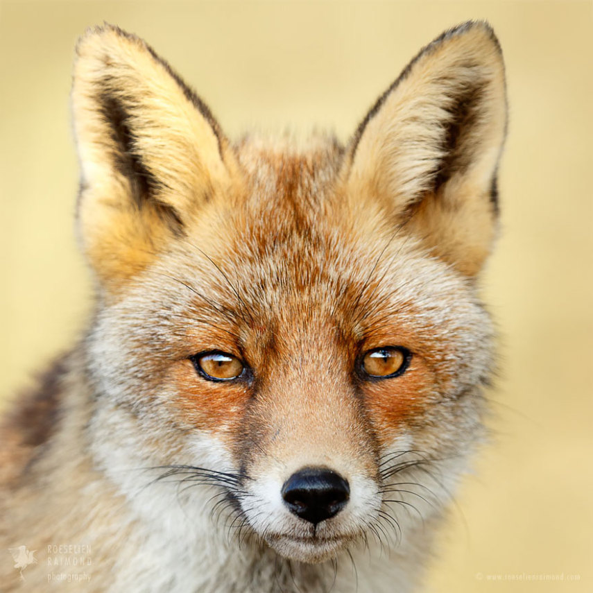 Série da fotógrafa holandesa Roeselien Raimond