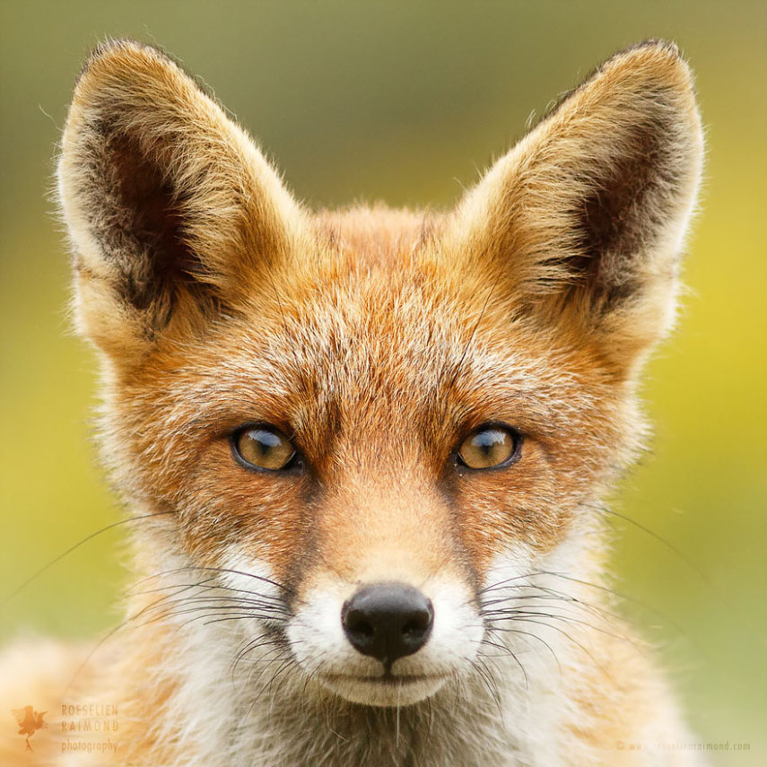 Série da fotógrafa holandesa Roeselien Raimond