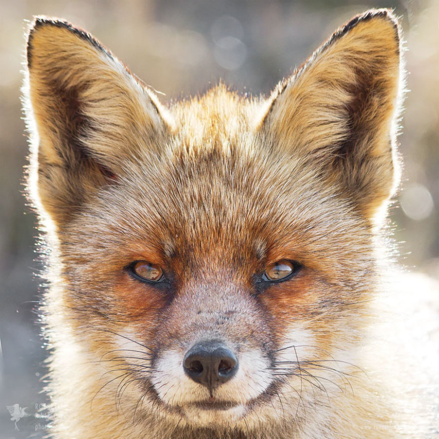 Série da fotógrafa holandesa Roeselien Raimond