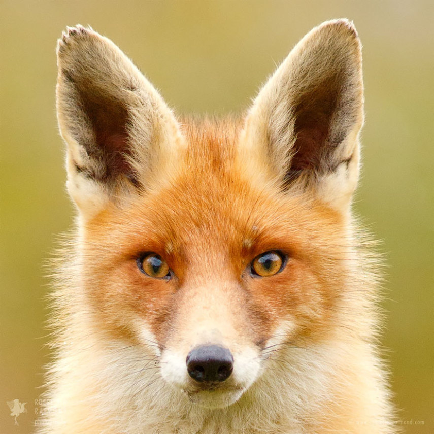 Série da fotógrafa holandesa Roeselien Raimond