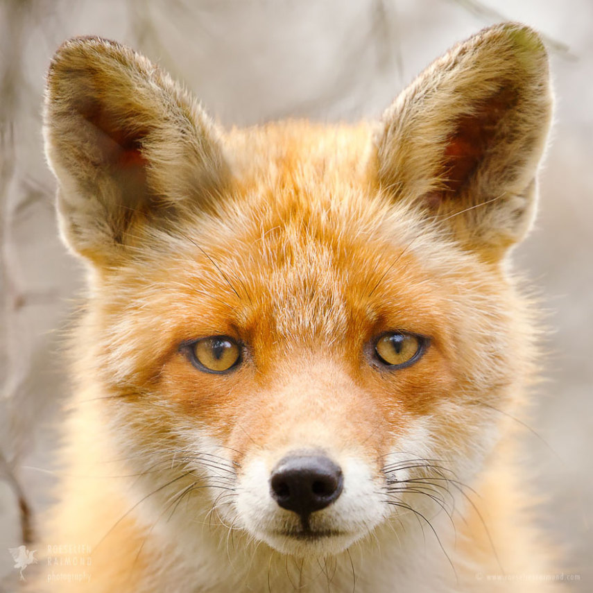 Série da fotógrafa holandesa Roeselien Raimond