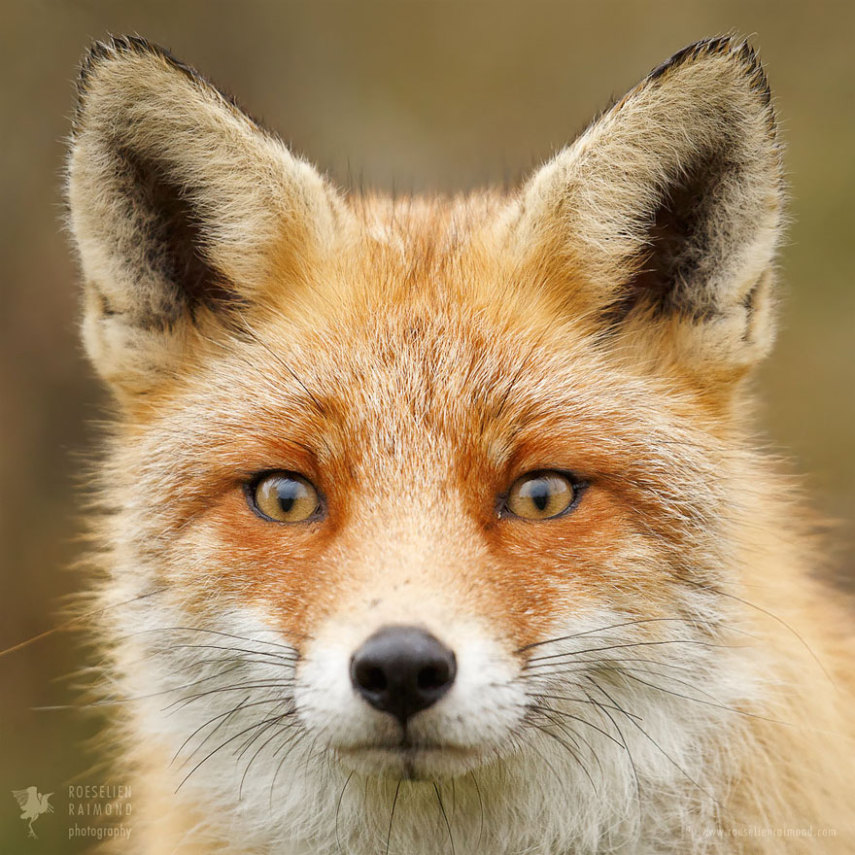 Série da fotógrafa holandesa Roeselien Raimond