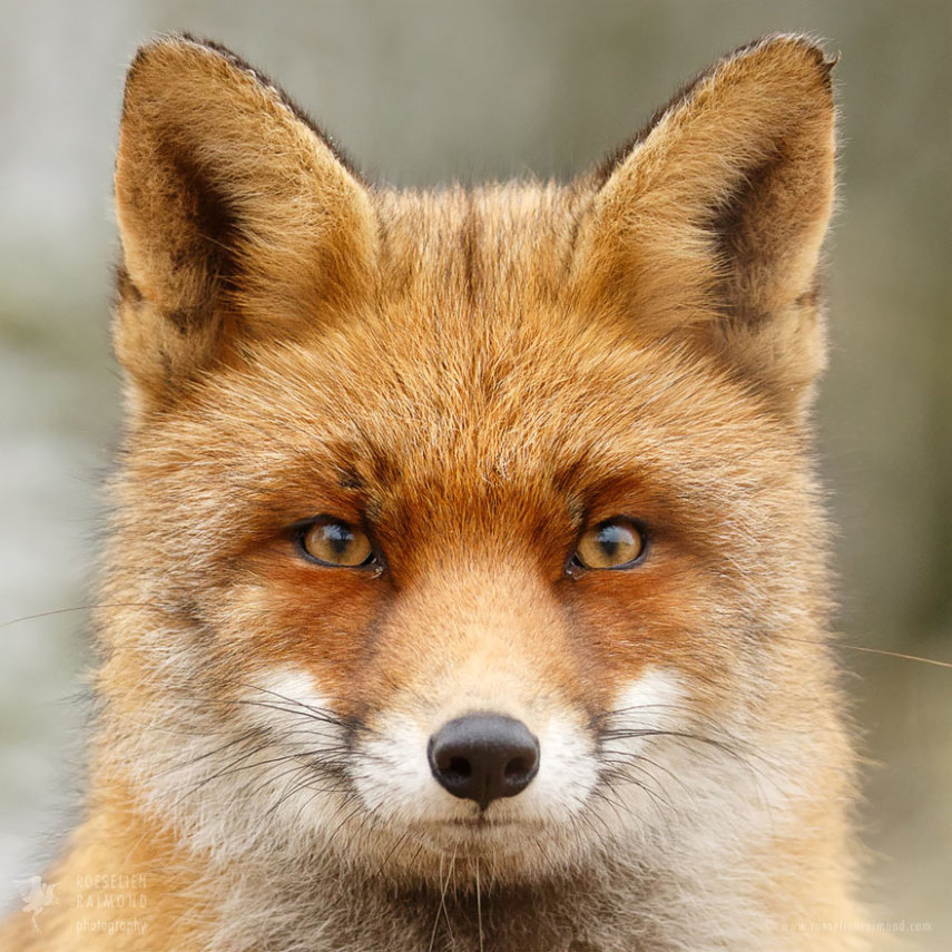 Série da fotógrafa holandesa Roeselien Raimond