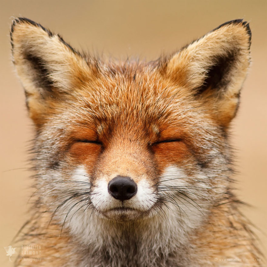 Série da fotógrafa holandesa Roeselien Raimond