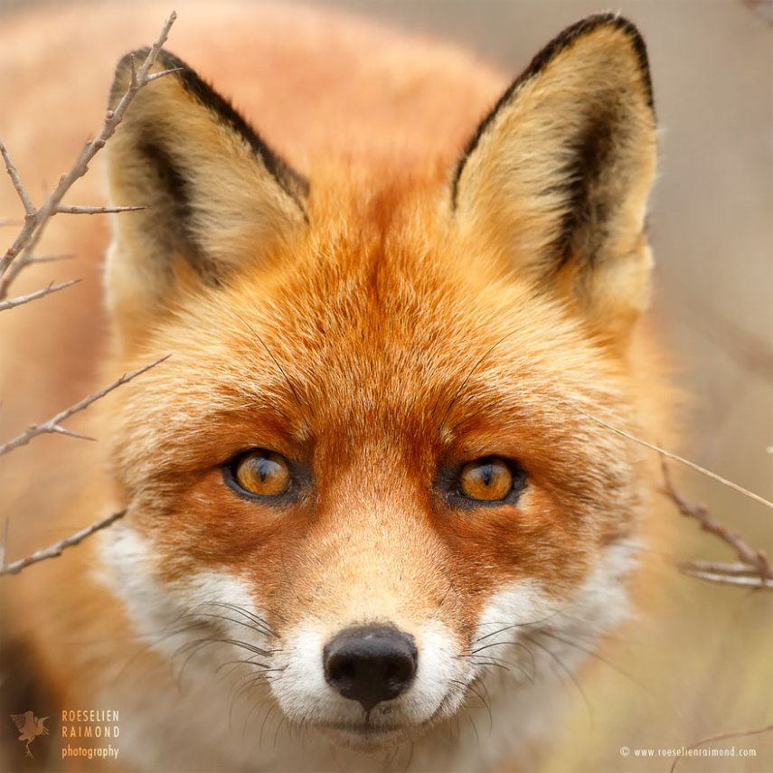 Série da fotógrafa holandesa Roeselien Raimond