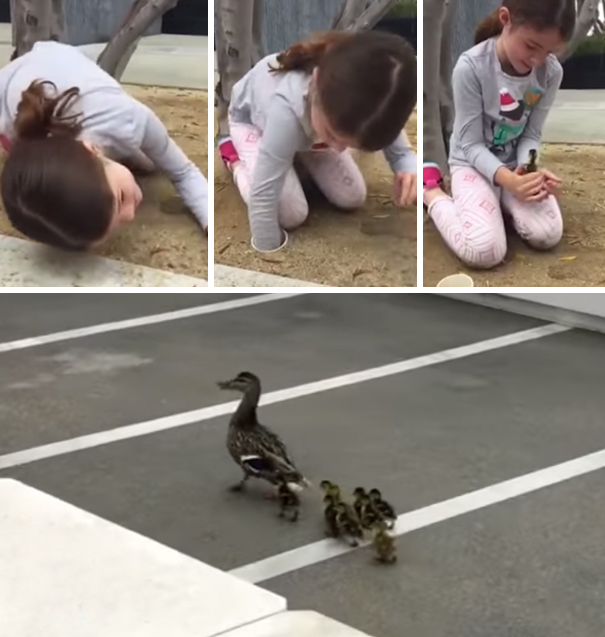 Menina salva patos que estavam presos em cano de drenagem