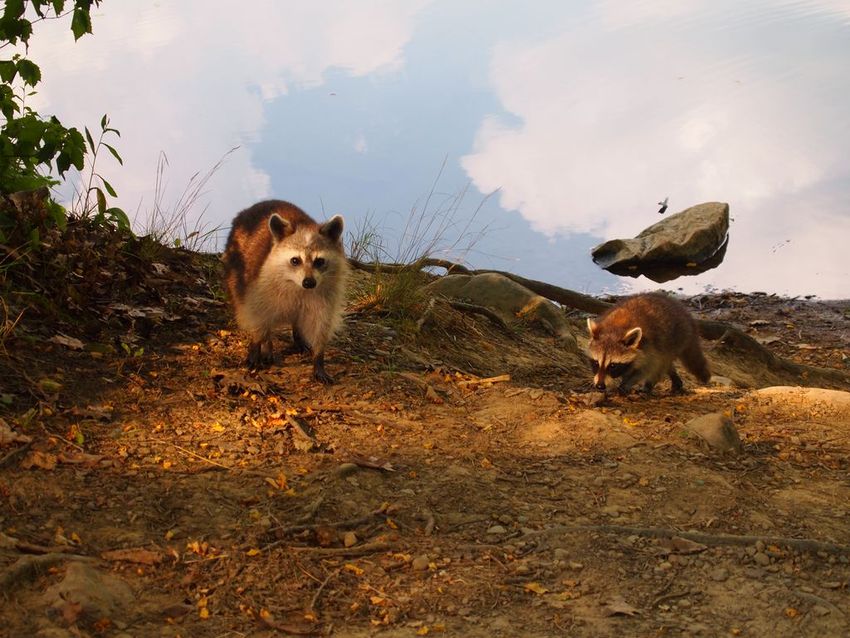 Para entender melhor estas fotos, você precisa olhar duas vezes