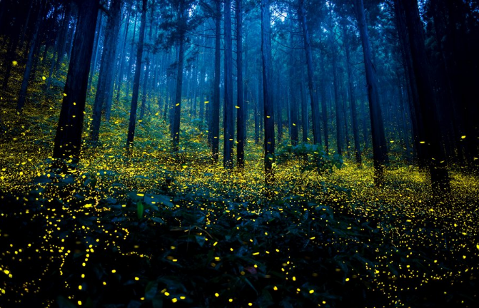 Todo verão os vagalumes se multiplicam em florestas do país asiático e fazem um espetáculo de luzes em fotos de artistas locais. 