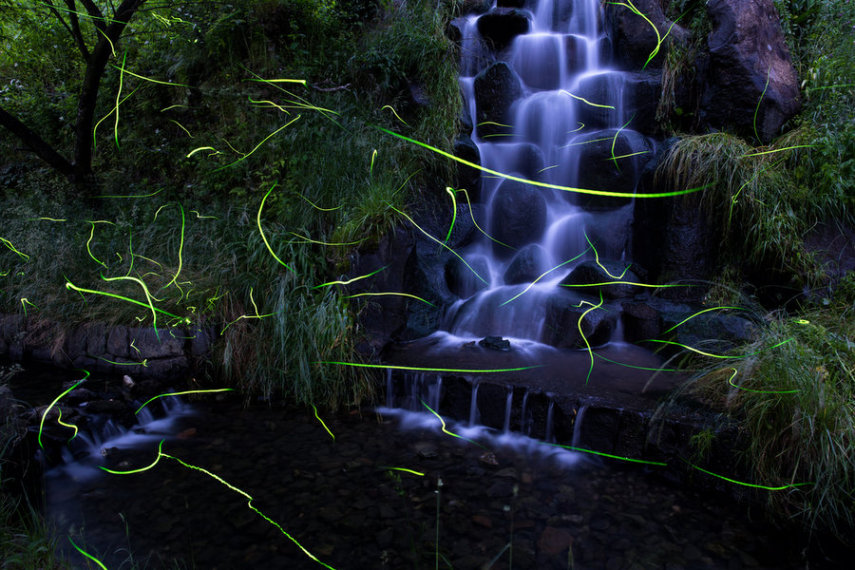 Todo verão os vagalumes se multiplicam em florestas do país asiático e fazem um espetáculo de luzes em fotos de artistas locais. 