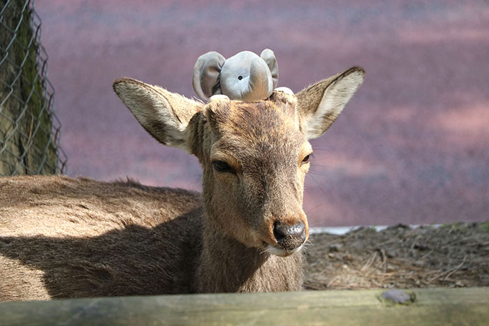 Pais postaram no Reddit foto do brinquedo perdido do filho e os usuários responderam com montagens do elefante viajando o mundo