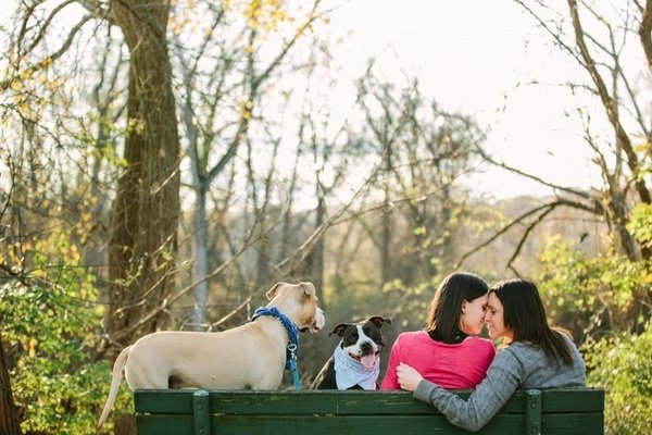 Galinha, cachorro, galinha, cavalo: noivos convocam seus animais de estimação para ensaio de noivado