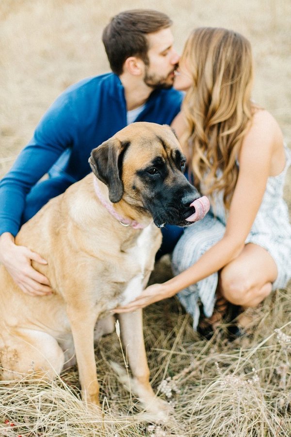 Galinha, cachorro, galinha, cavalo: noivos convocam seus animais de estimação para ensaio de noivado