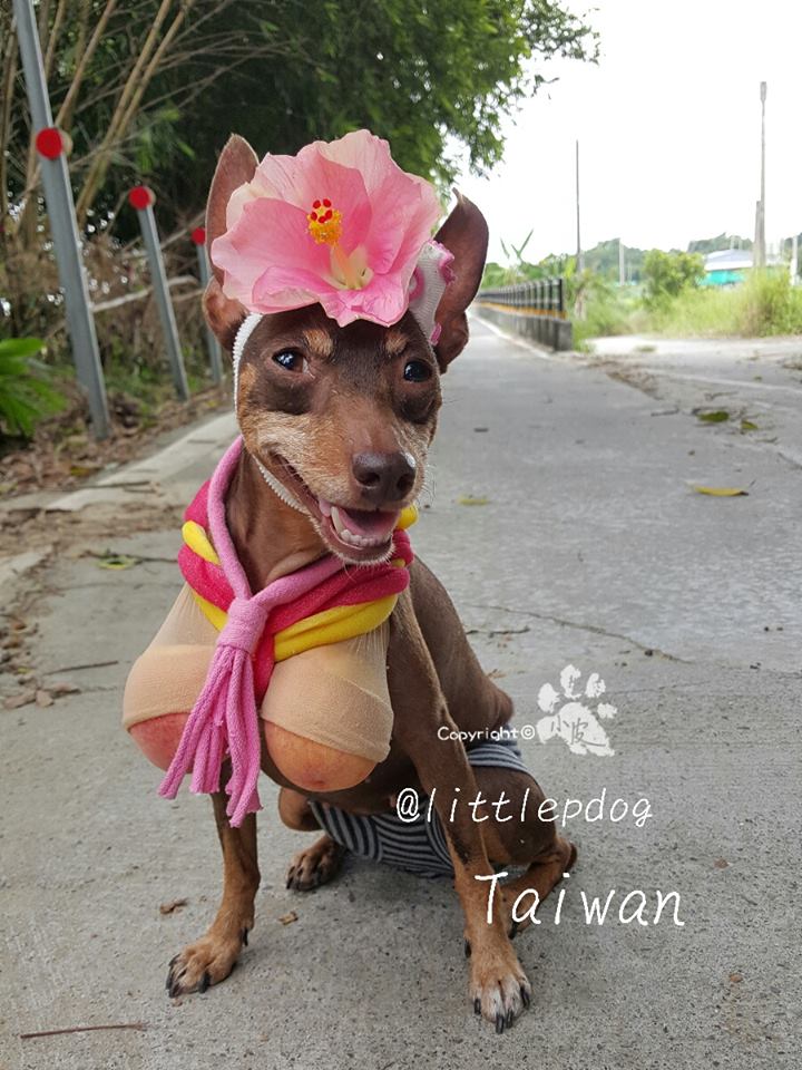 Ela é a cachorrinha de um feirante na cidade de Tainan, em Taiwan. Para impulsionar o negócio, ele começou a colocar roupas e adereços nela com produtos que vendia na barraca. O resultado foi a fama nas redes sociais e até um livro lançado