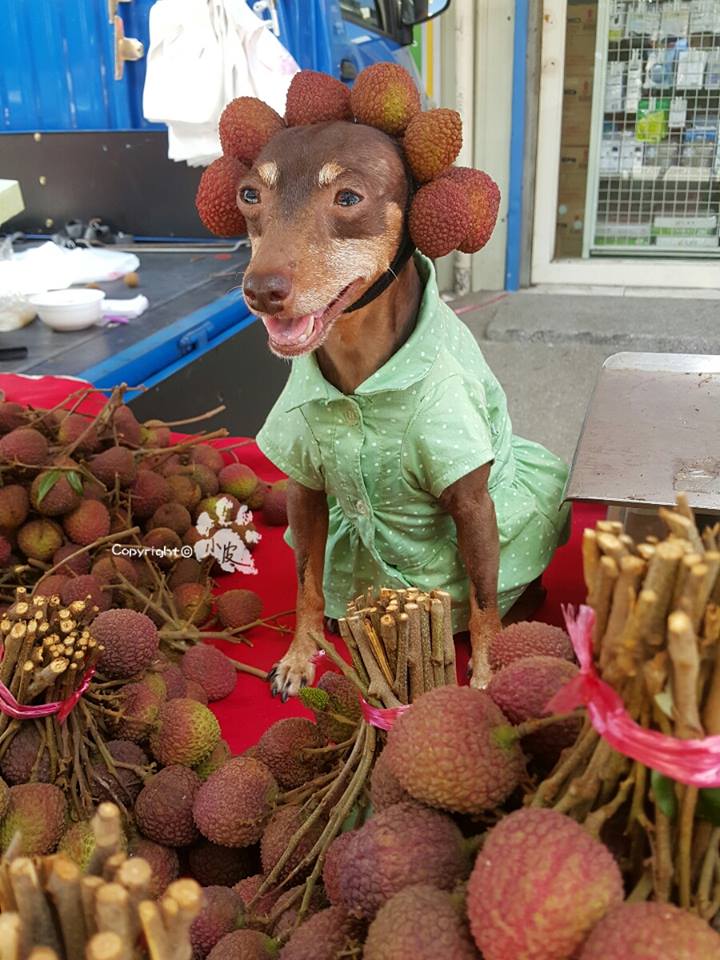 Ela é a cachorrinha de um feirante na cidade de Tainan, em Taiwan. Para impulsionar o negócio, ele começou a colocar roupas e adereços nela com produtos que vendia na barraca. O resultado foi a fama nas redes sociais e até um livro lançado