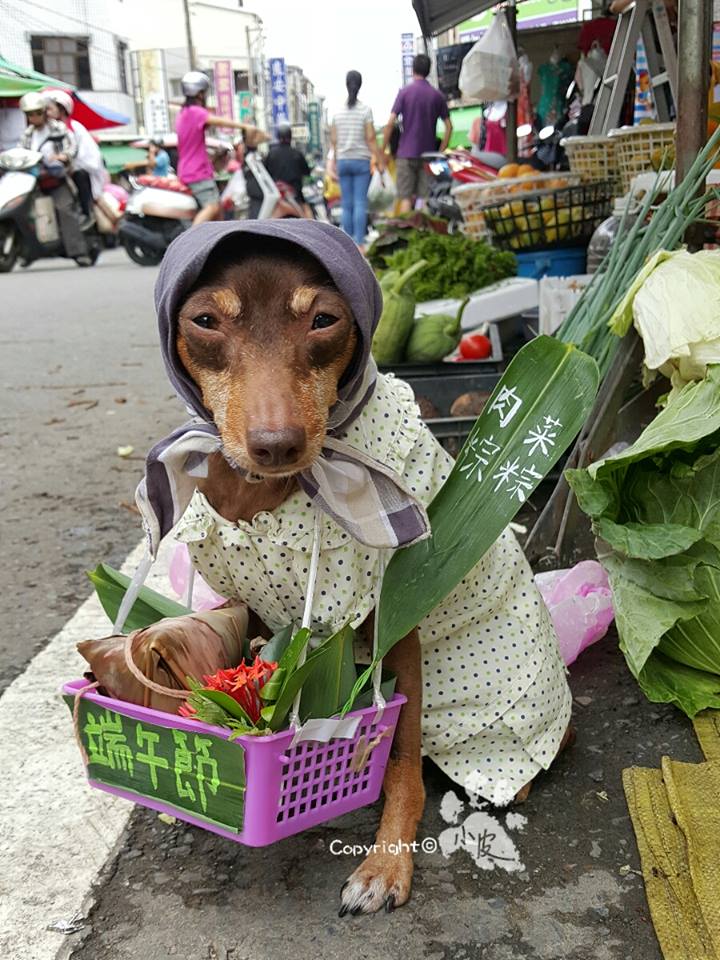 Ela é a cachorrinha de um feirante na cidade de Tainan, em Taiwan. Para impulsionar o negócio, ele começou a colocar roupas e adereços nela com produtos que vendia na barraca. O resultado foi a fama nas redes sociais e até um livro lançado