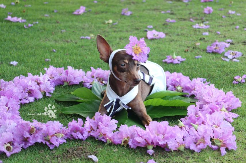 Ela é a cachorrinha de um feirante na cidade de Tainan, em Taiwan. Para impulsionar o negócio, ele começou a colocar roupas e adereços nela com produtos que vendia na barraca. O resultado foi a fama nas redes sociais e até um livro lançado