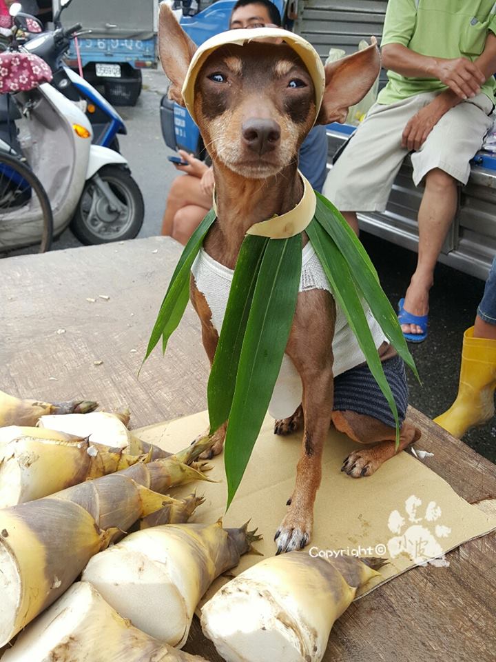 Ela é a cachorrinha de um feirante na cidade de Tainan, em Taiwan. Para impulsionar o negócio, ele começou a colocar roupas e adereços nela com produtos que vendia na barraca. O resultado foi a fama nas redes sociais e até um livro lançado