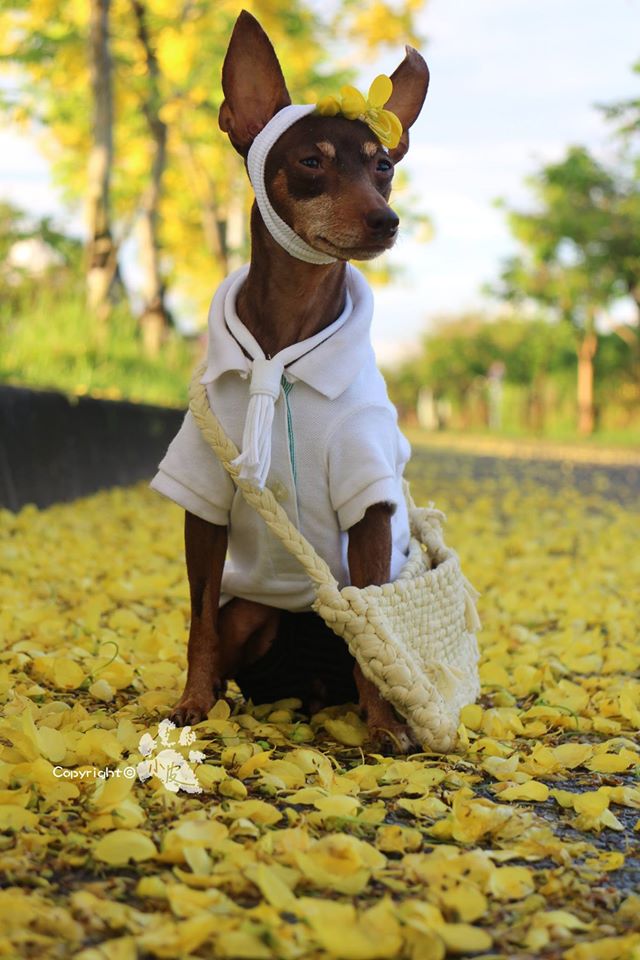 Ela é a cachorrinha de um feirante na cidade de Tainan, em Taiwan. Para impulsionar o negócio, ele começou a colocar roupas e adereços nela com produtos que vendia na barraca. O resultado foi a fama nas redes sociais e até um livro lançado