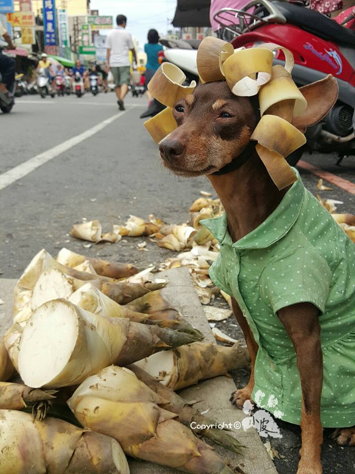 Ela é a cachorrinha de um feirante na cidade de Tainan, em Taiwan. Para impulsionar o negócio, ele começou a colocar roupas e adereços nela com produtos que vendia na barraca. O resultado foi a fama nas redes sociais e até um livro lançado