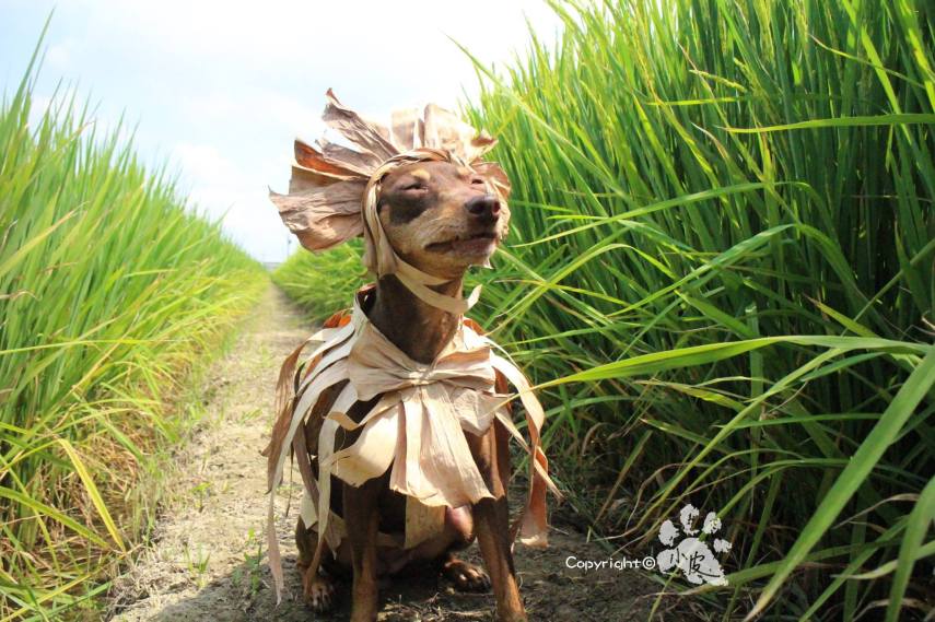 Ela é a cachorrinha de um feirante na cidade de Tainan, em Taiwan. Para impulsionar o negócio, ele começou a colocar roupas e adereços nela com produtos que vendia na barraca. O resultado foi a fama nas redes sociais e até um livro lançado